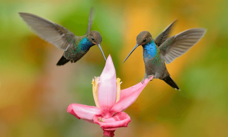 हमिंगबर्ड; गुंजन पक्षी Hummingbirds हमिंगबर्ड; गुंजन पक्षी ; Hummingbirds